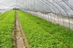 沭阳县 成套大棚育苗大棚塑料薄膜大棚冷棚