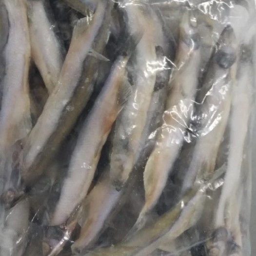 青岛 批发冷冻多春鱼5公斤每件自助餐食材海洋馆宠物食材供应