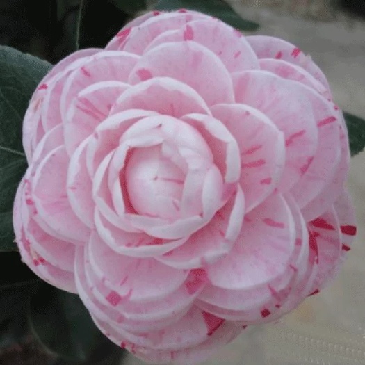 乌什县 七芯茶花