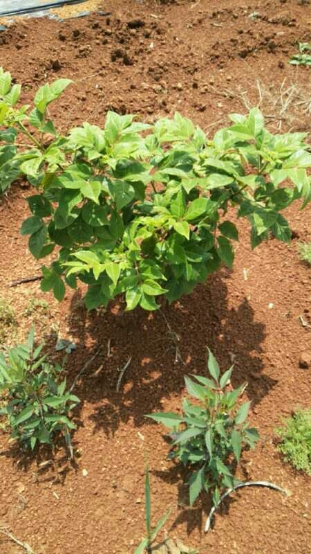 樟树市 江西中花吴茱萸苗
