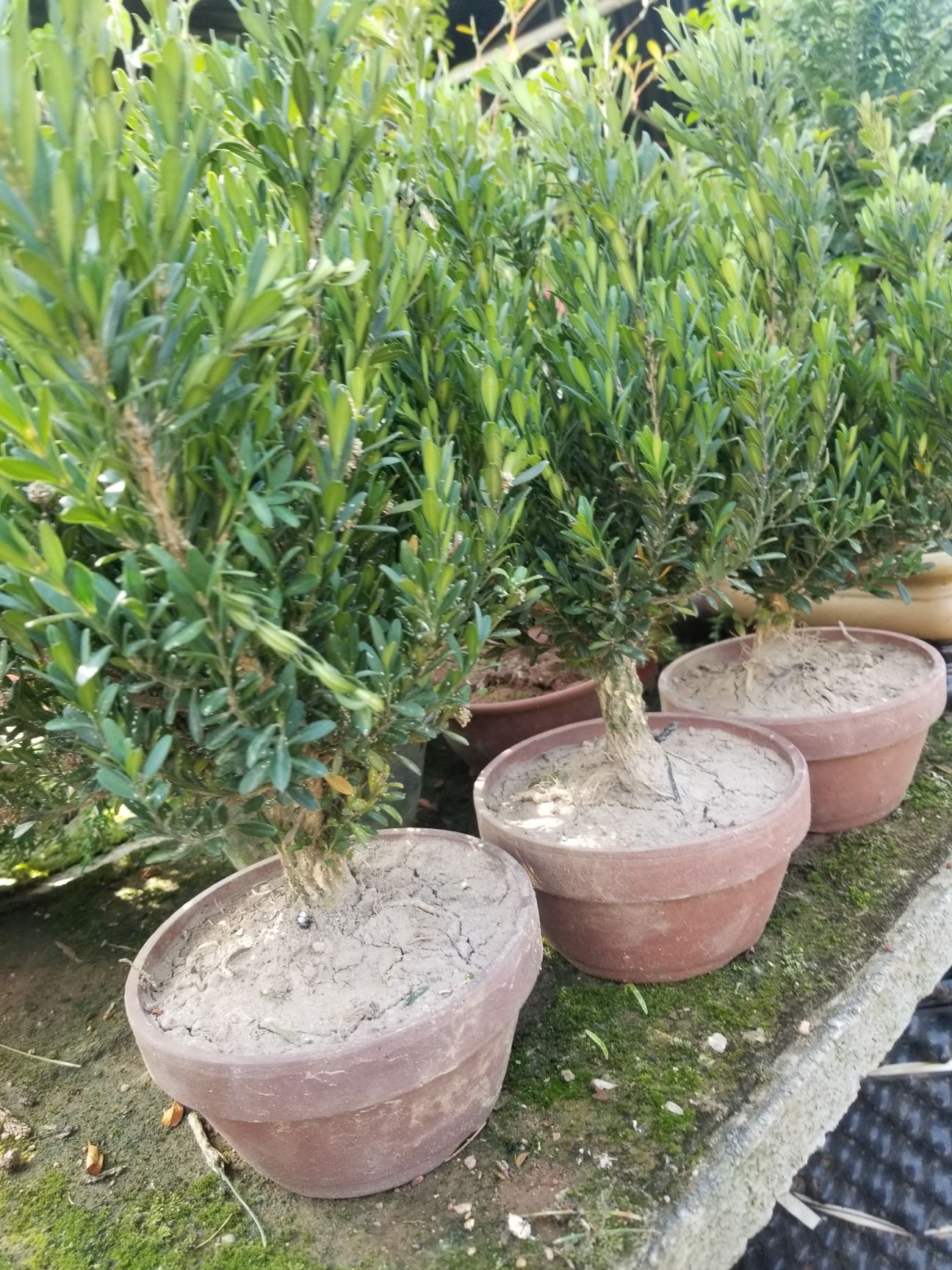  批发盆景素材 雀舌黄杨 皱皮黄杨 小叶黄杨 瓜子黄杨