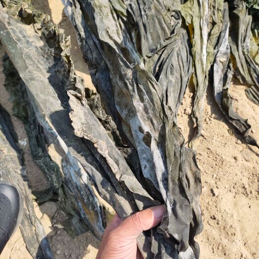 荣成市荣成海带 鲍鱼菜 海参薄菜 大量供应