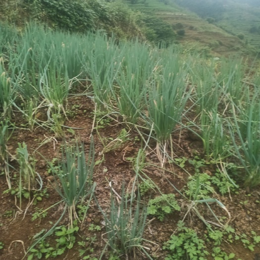 盐津县 农家自种分葱、火葱