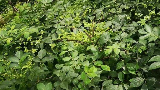 忻城县吴茱萸
