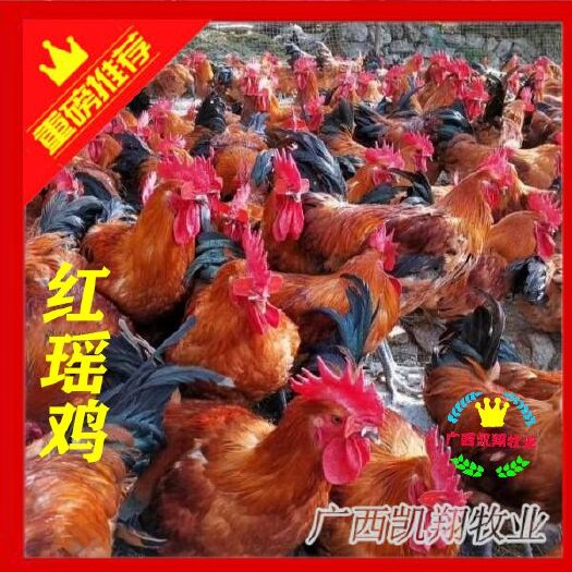 南宁大红瑶鸡苗 黑脚土鸡苗 南丹瑶 孵场直供包疫苗