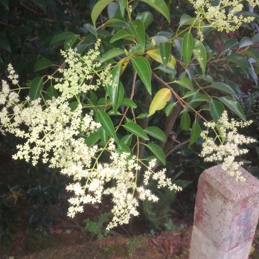 紫金县 檀香树木材