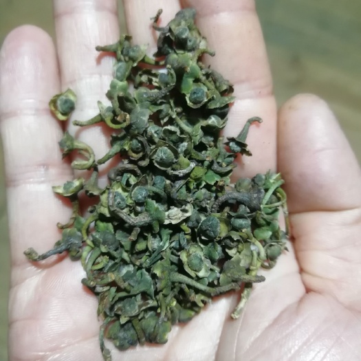福鼎市福鼎白茶 福鼎管阳镇天竹高山树林荒野茶现采茶籽特制茶仔茶自厂里直接供货