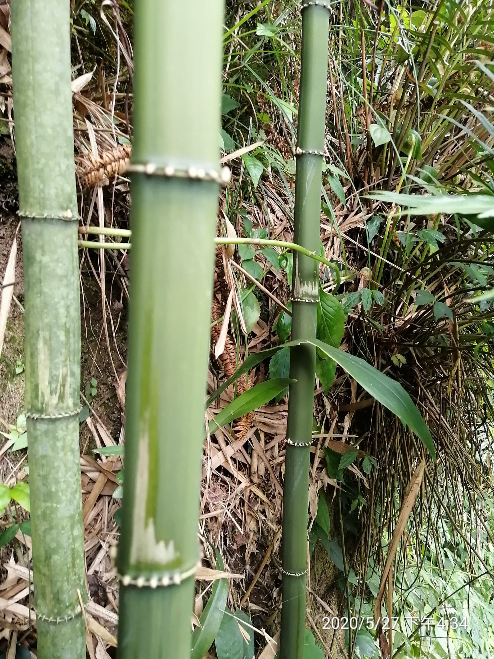 四方竹 量大从优