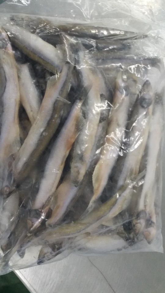  批发冷冻多春鱼5公斤每件自助餐食材海洋馆宠物食材供应