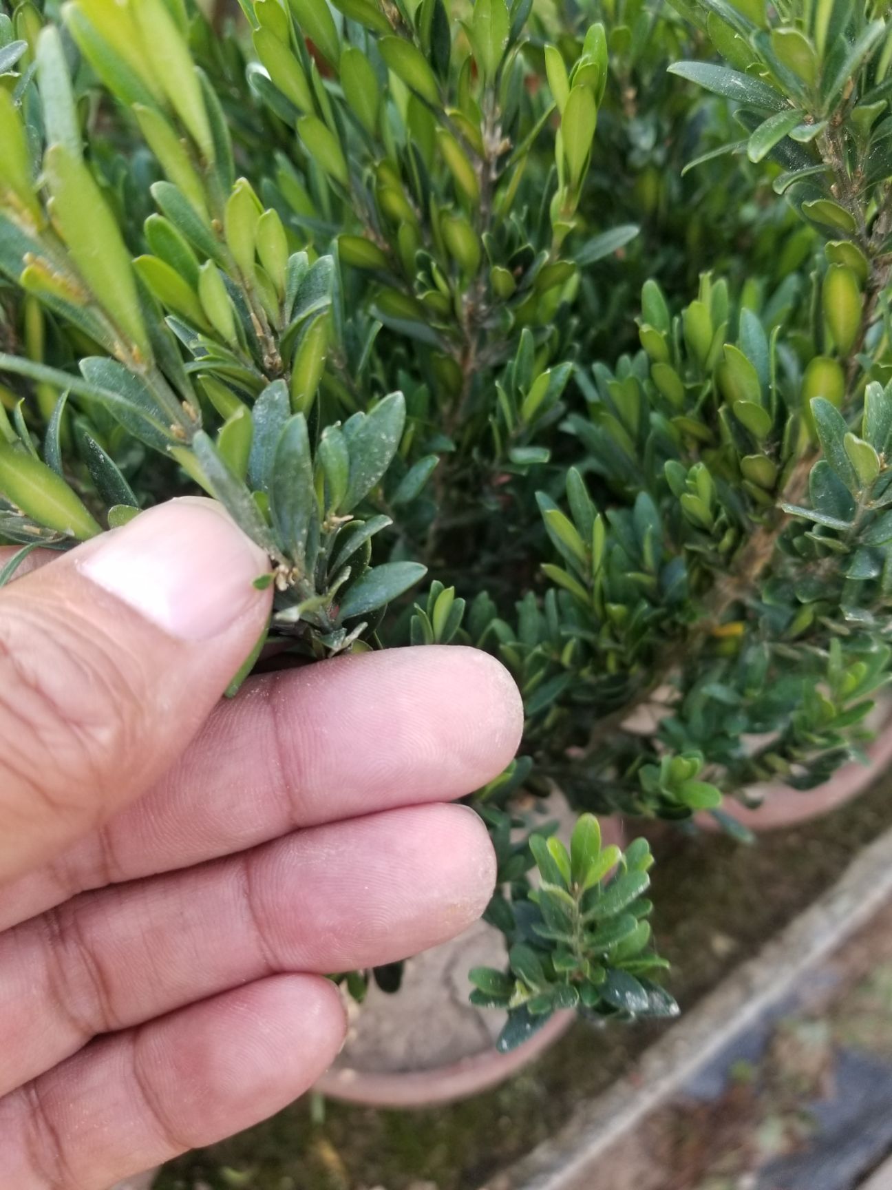  批发盆景素材 雀舌黄杨 皱皮黄杨 小叶黄杨 瓜子黄杨