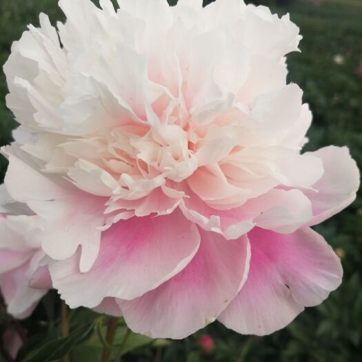菏泽美丽芍药  观赏芍药 粉色系精品芍药苗