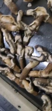 东港市 原味蛏子肉