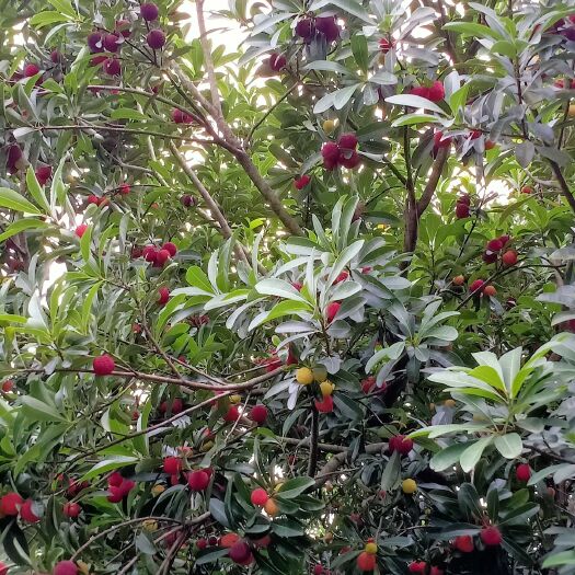 娄底荸荠杨梅 1.5 - 2cm