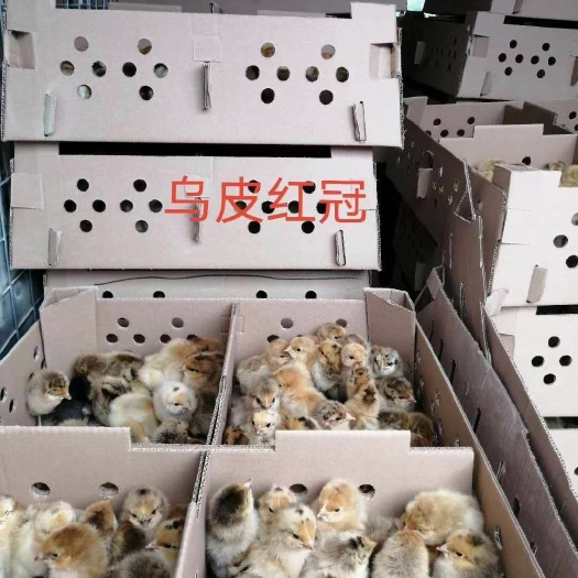 简阳市土鸡苗  乌皮红冠出壳苗