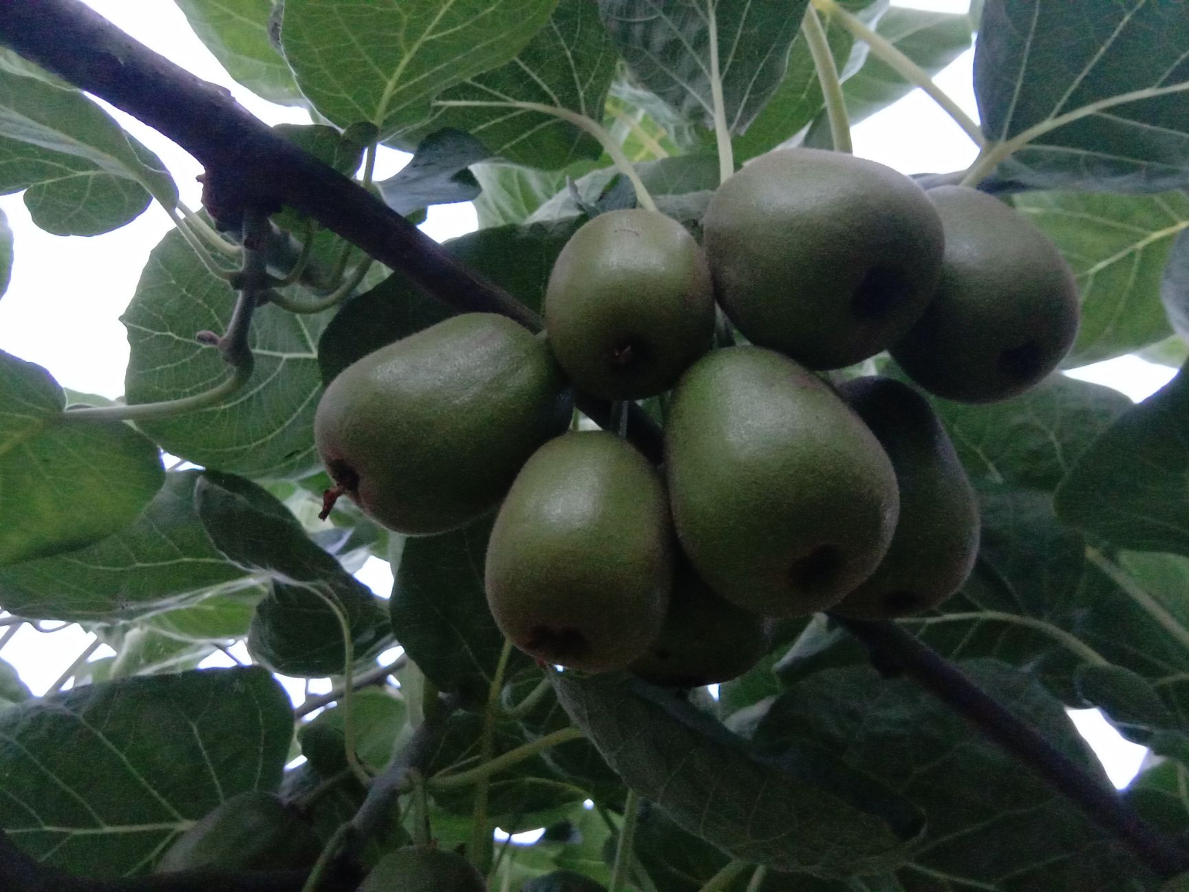 四川彭山红心猕猴桃味美多汁超级甜