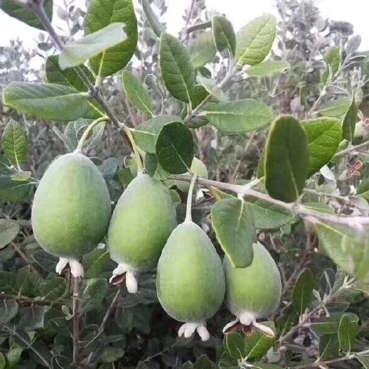 鄱阳县菲油果苗  费约果斐济果种苗菲油果带土杯苗