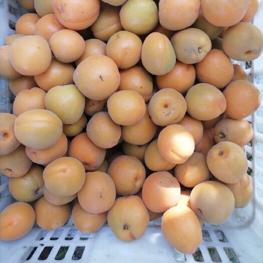 巨鹿县 我村有大批金太阳杏待卖