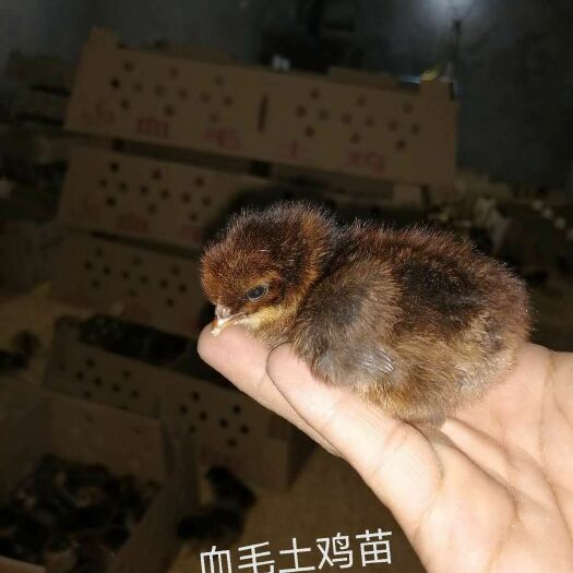 简阳市 长期供应各类青脚，黄脚，鸡苗，质量杠杠的，价格好商量