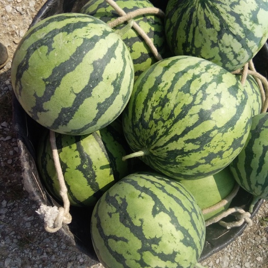 汝城县8424西瓜 正宗8424麒麟瓜