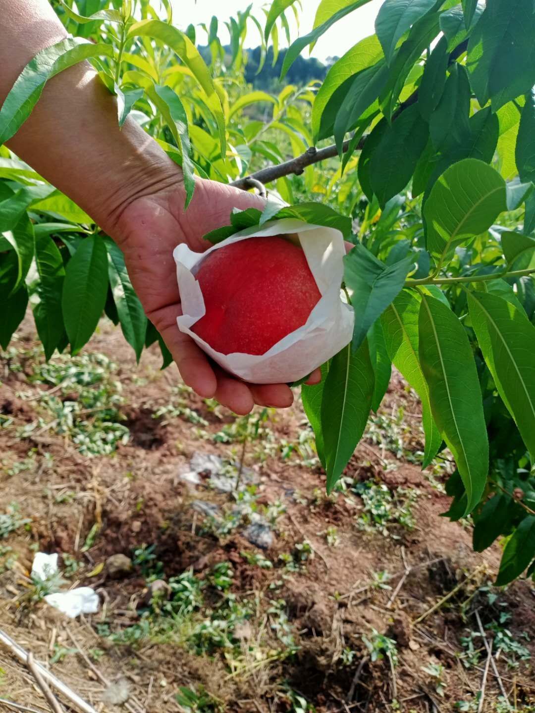 龙泉驿水蜜桃套袋精品桃]已上新,机不可失,失不再来,各位老板快来砸