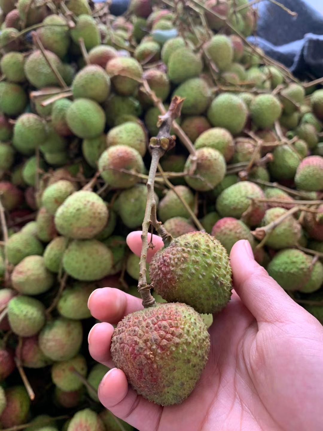 有本地妃子笑荔枝，白糖罂荔枝，桂味荔枝，白立荔枝