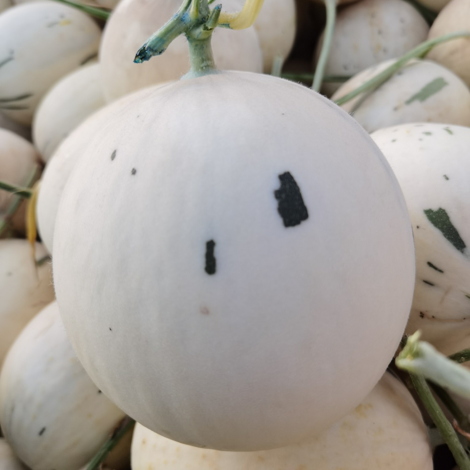  月露蜜瓜