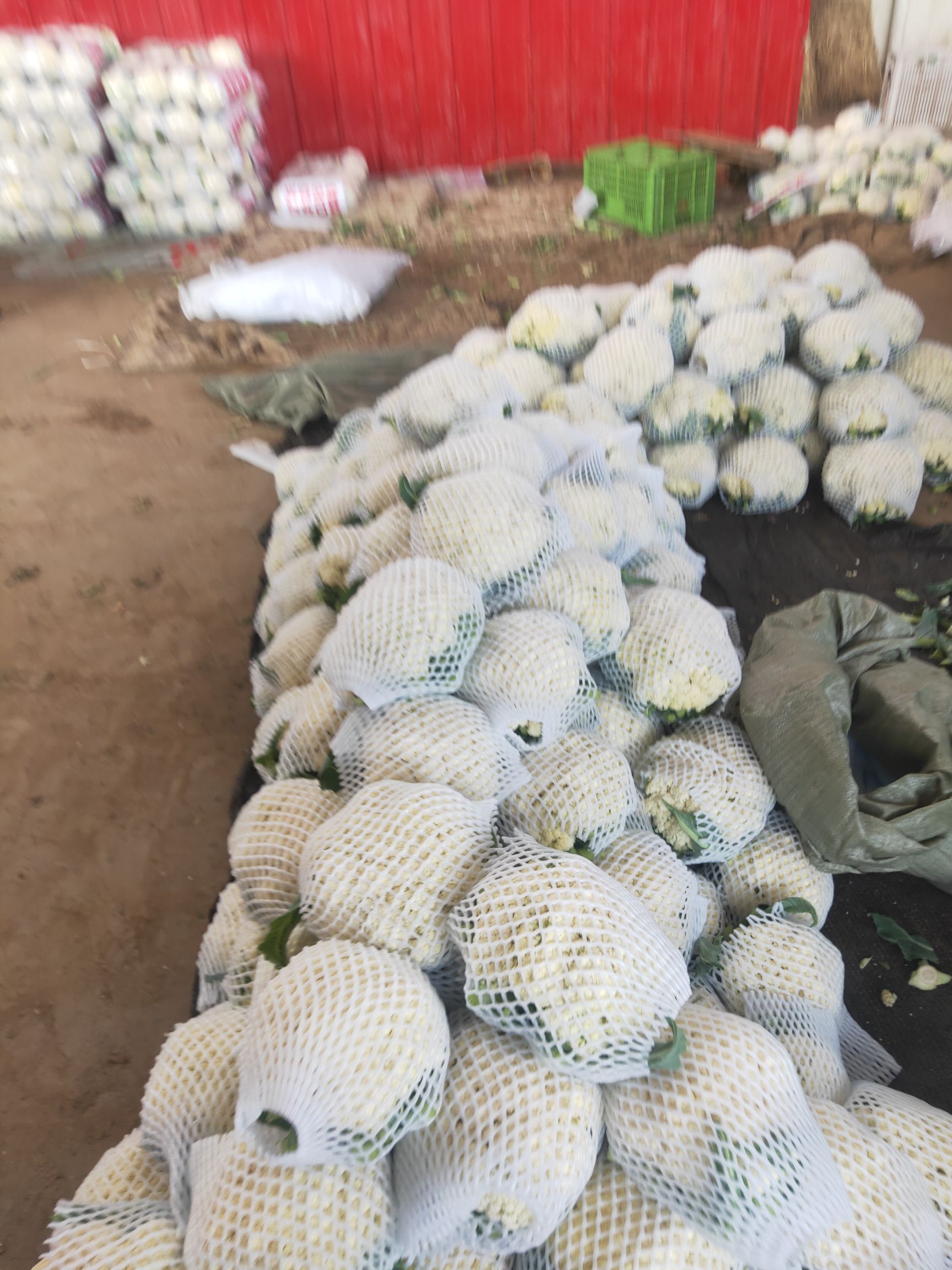 雪玉菜花 我处菜花大量上市，有需要的老板直接联系。