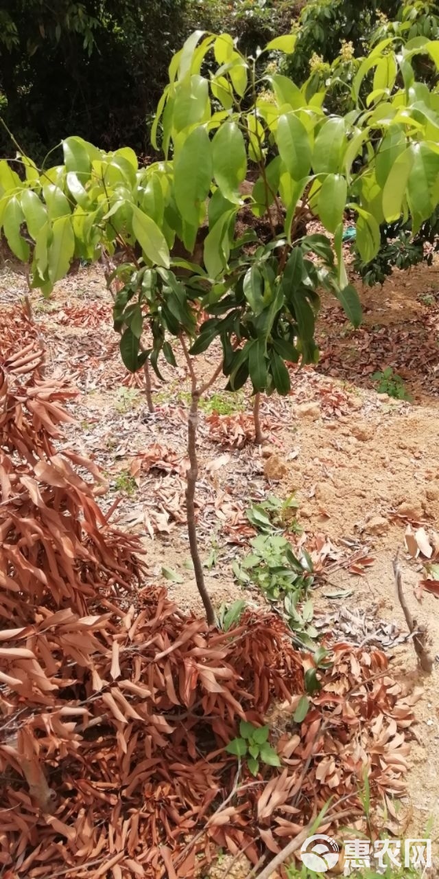 仙进奉荔枝苗  增城基岗村仙进奉荔枝嫁接苗