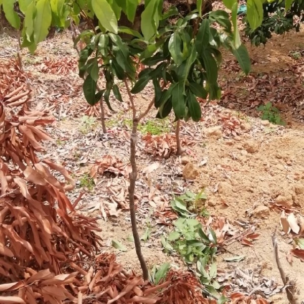 仙进奉荔枝苗  增城基岗村仙进奉荔枝嫁接苗