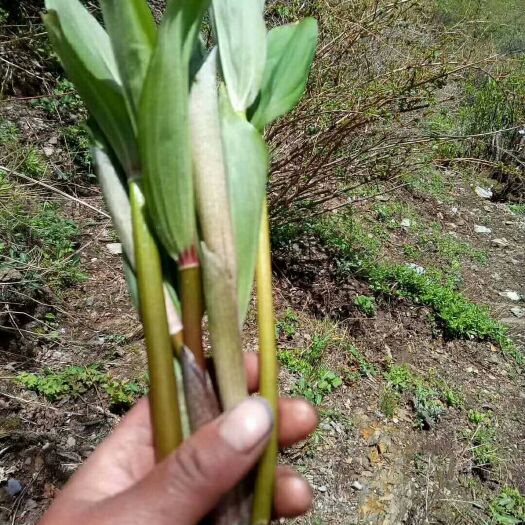维西县苦叶菜 竹叶菜，是一种野菜营养价值高，一年只能采一、二个月，价格也高