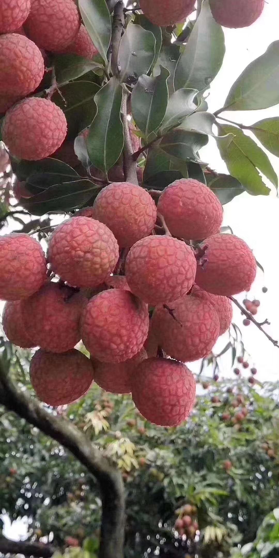 荔枝 高州贡园白糖罂