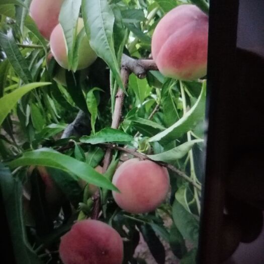 西安 春蜜桃大皮量的熟了，欢迎您来购买