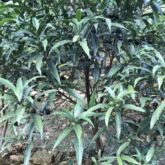 灵山县白花白芨苗  白花牛奶苗