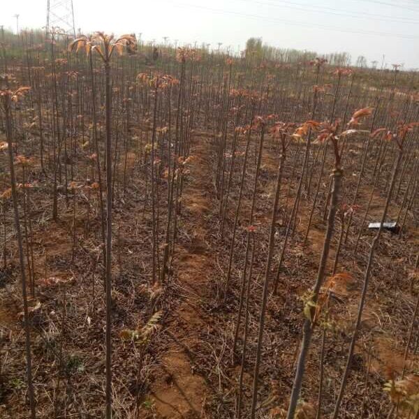 红油香椿苗  香椿红油香椿香椿树苗适合大朋种植庭院地栽