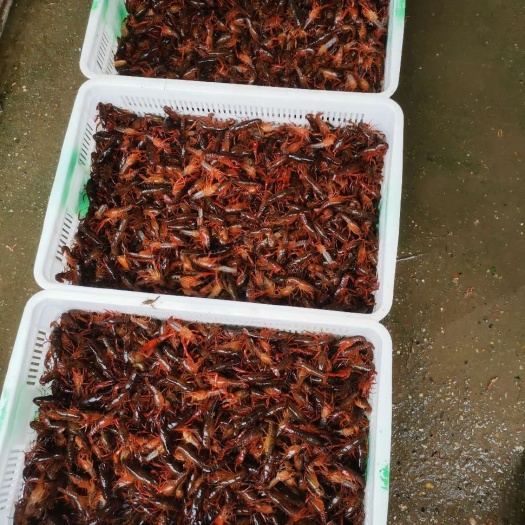 洪湖市小龙虾苗  优质洪湖湖区深水虾苗 25斤起批送2斤路途损耗