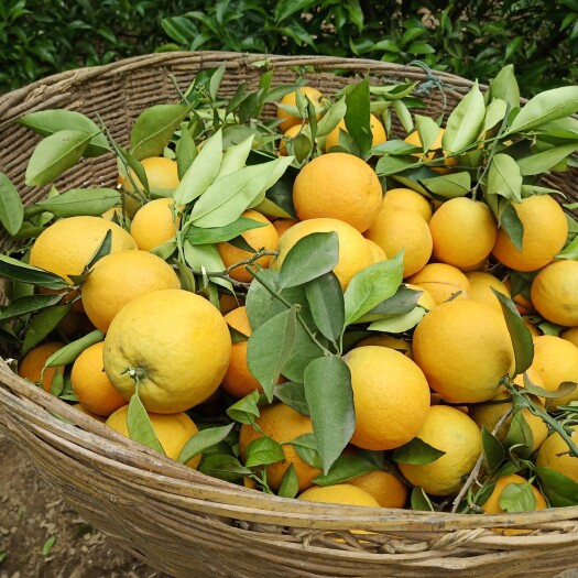 长阳县 现采夏橙