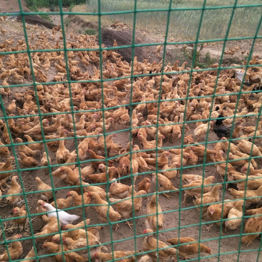 襄樊出售二个月土鸡苗