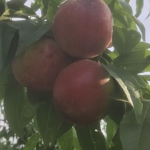 芮城县 成熟油桃