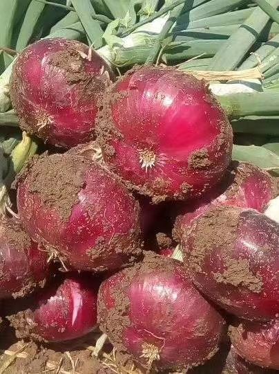ͨر糣깩Ӧ  жлƤСȫ