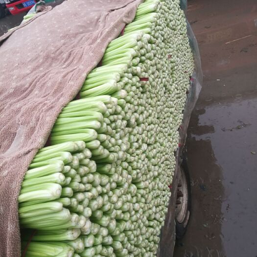 黄心芹  精品芹菜