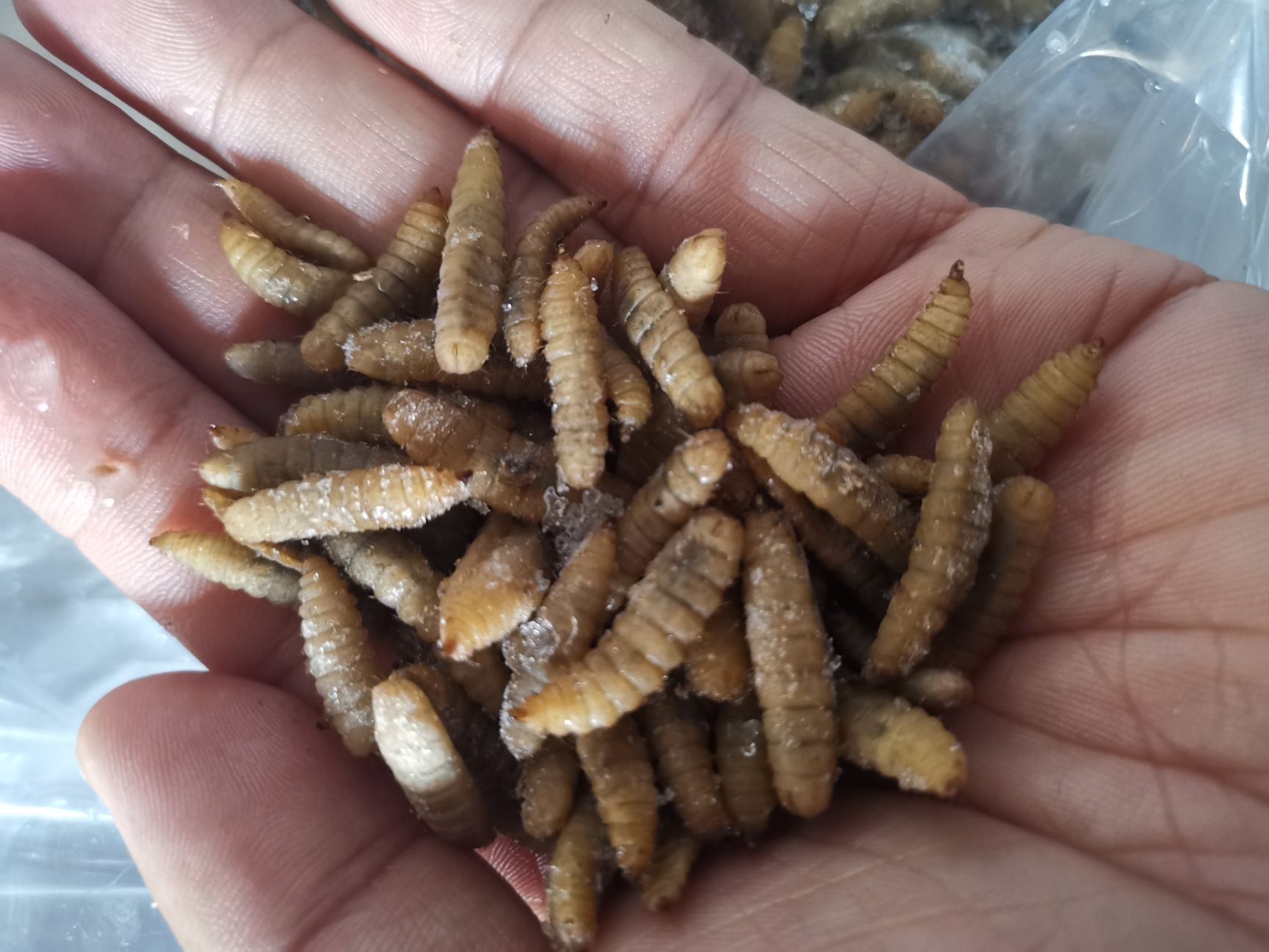 活体黑水虻/冷冻黑水虻水产无菌冷鲜黑水虻蝇蛆厂价直供