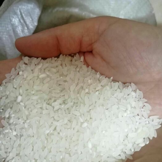 鸡东县圆粒大米 一等品 早稻 粳米