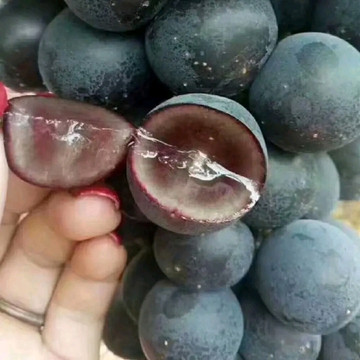 单县 葡萄大量上市