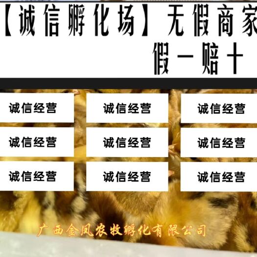 遵义 桂香土鸡苗 打好液氮疫苗 运输包 成活 优质种苗 包邮