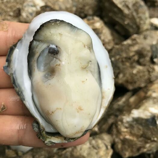 湛江湛江牡蛎 湛江特大鲜活带壳官渡新鲜海蛎子刺身烧烤海鲜食材95斤箱
