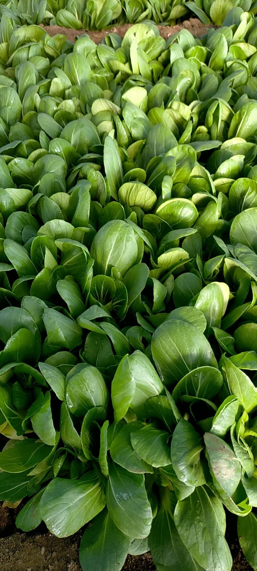 山东青岛万亩油菜，价格低质量好