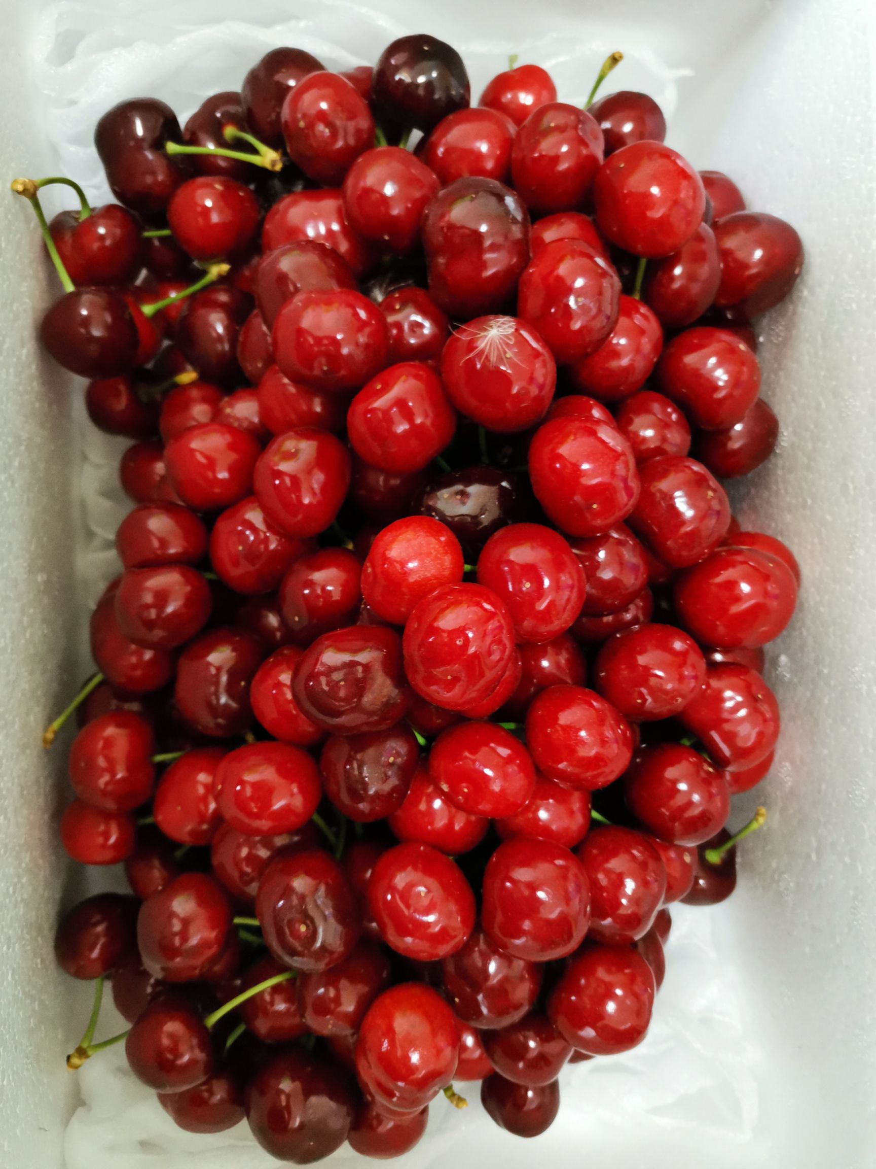  【精品红灯樱桃】北京密云现摘现发全国包邮 即将售罄 先到先得