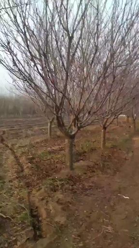 日本晚樱  櫻花:晚櫻（关山櫻.普贤象），早櫻（染井吉.阳光櫻.山櫻）