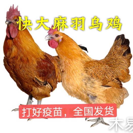 南宁优质快大型麻羽乌鸡苗出壳苗，长速快，个头大均匀