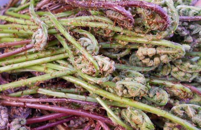 扎兰屯市猴腿菜 鲜货